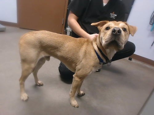 WONDER - Chinese Shar-Pei available for adoption