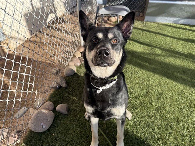 JETSON - German Shepherd Dog available for adoption