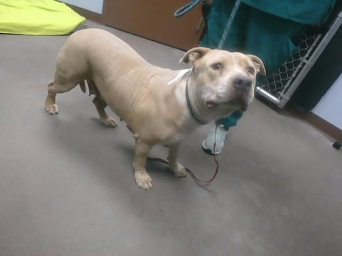 HONEYBUN - American Pit Bull Terrier available for adoption