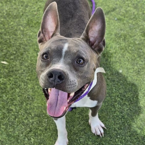 LOLA - American Pit Bull Terrier available for adoption