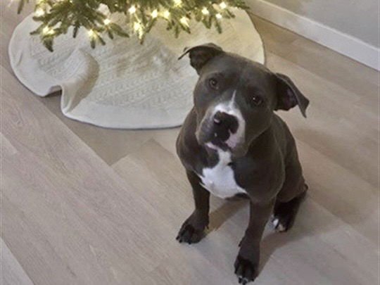 BROTHER - American Pit Bull Terrier available for adoption