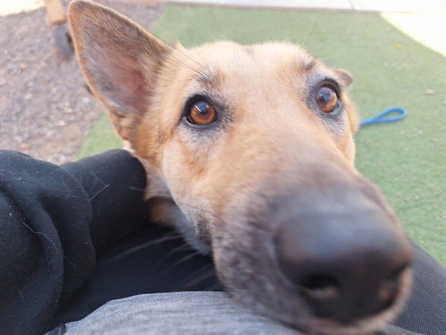 TINY TINA - German Shepherd Dog available for adoption