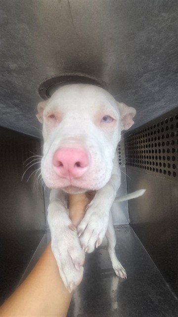 SKYLAR - American Pit Bull Terrier available for adoption