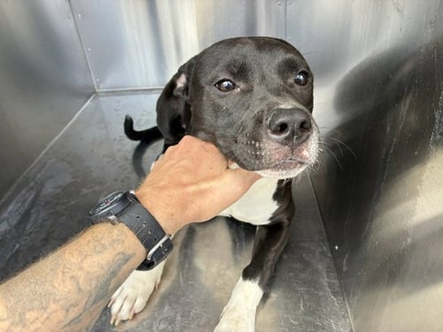 LOVE BUG - American Pit Bull Terrier available for adoption