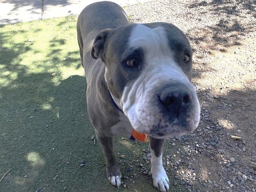 MOONPIE - American Pit Bull Terrier / Chinese Shar-Pei available for adoption