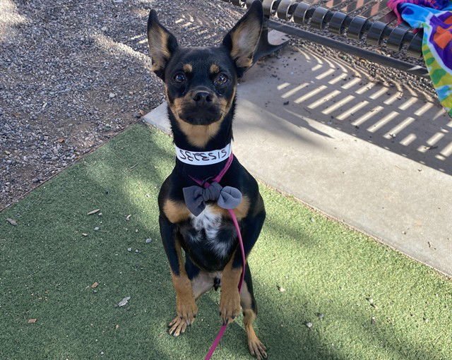 ROSCOE - Chihuahua available for adoption