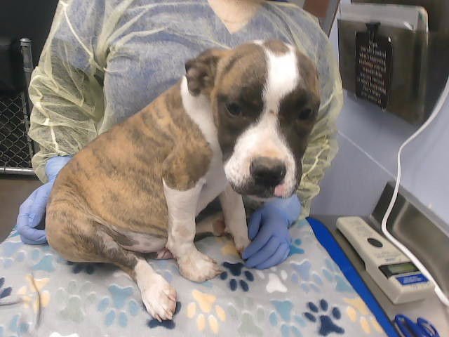 SNAP - American Pit Bull Terrier available for adoption