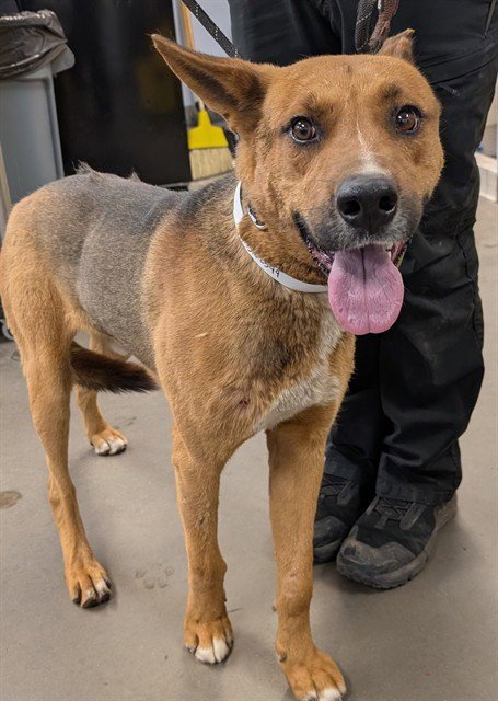 IVAN - German Shepherd Dog available for adoption