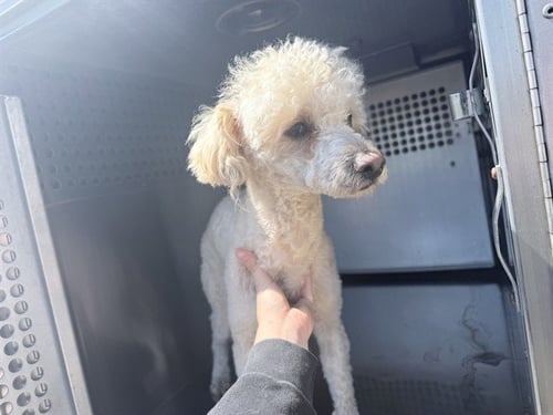 ALFREDO - Poodle (Miniature) available for adoption