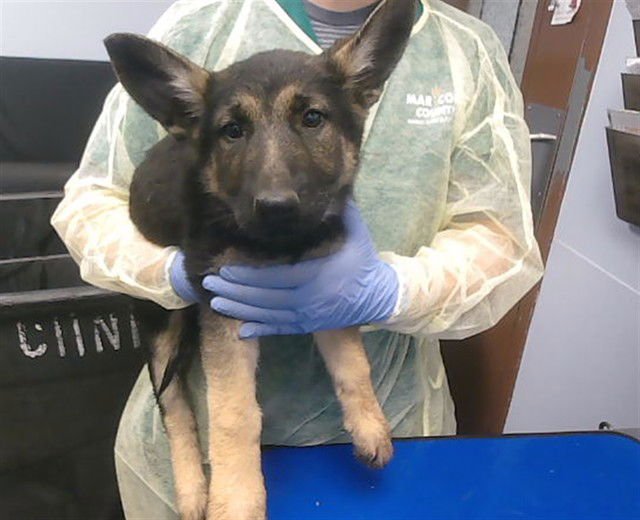 BASIL - German Shepherd Dog available for adoption