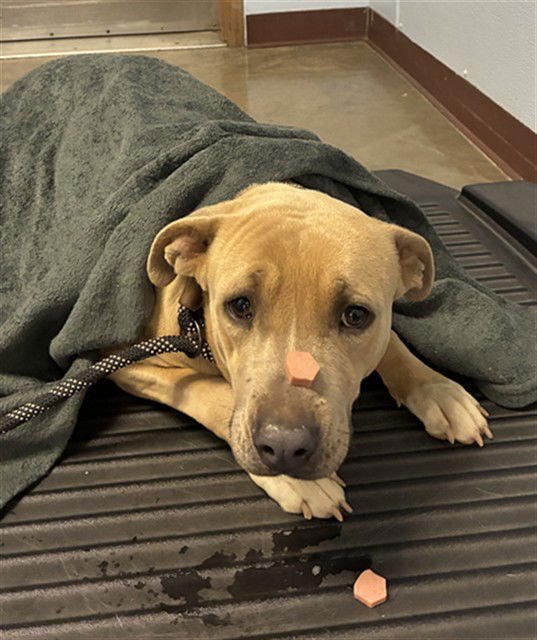 BUNNY - American Pit Bull Terrier available for adoption