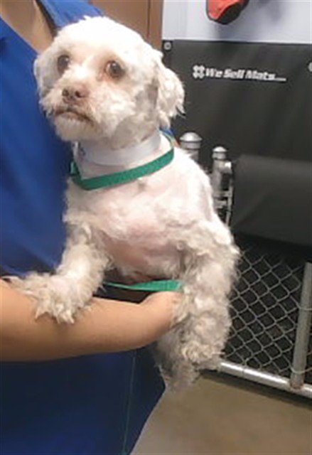 BAA BAA - Shih Tzu available for adoption