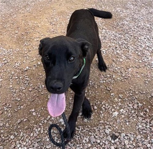 AQUAMARINE - Dutch Shepherd / German Shepherd Dog available for adoption