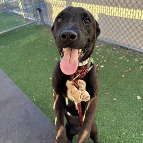AQUAMARINE - Dutch Shepherd / German Shepherd Dog available for adoption