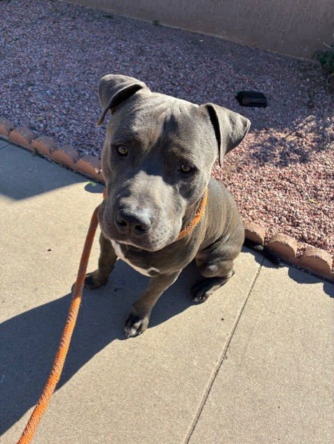 FIGARO - American Pit Bull Terrier available for adoption