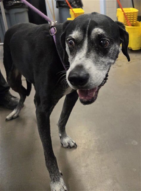 DOUGLAS - Plott Hound available for adoption