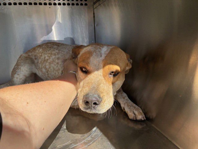 CANTALOUPE - Queensland Heeler available for adoption