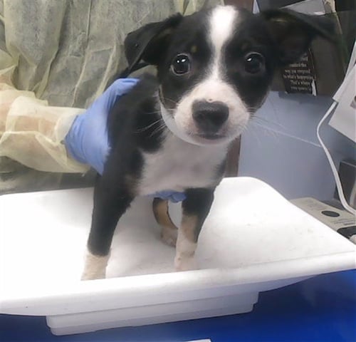 PICKLES - Chihuahua available for adoption