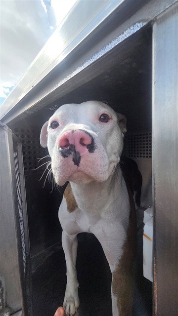 STRAWBERRY - American Pit Bull Terrier available for adoption