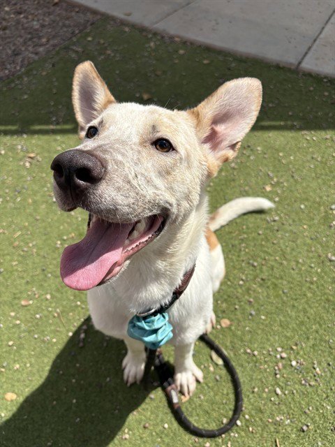 PEDRO - Australian Cattle Dog/Blue Heeler available for adoption