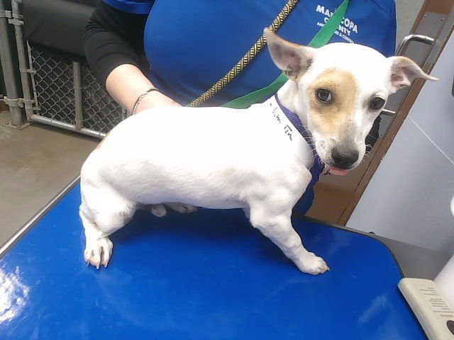 VALENTINO - Chihuahua available for adoption