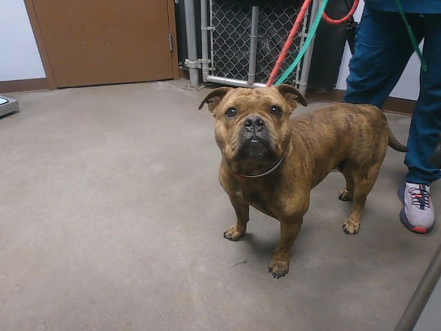 EMMA - American Bulldog available for adoption