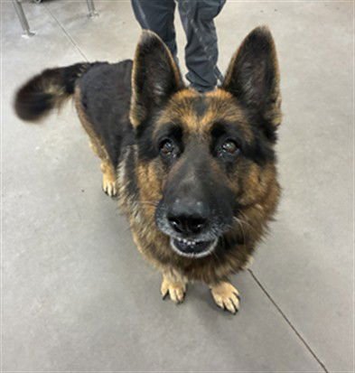 ROCKO - German Shepherd Dog available for adoption
