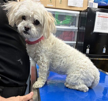 BO PEEP - Maltese available for adoption