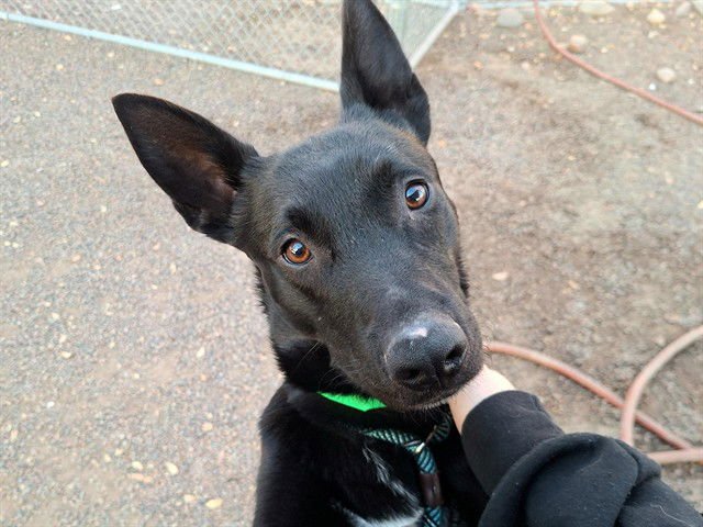 NOAH - German Shepherd Dog available for adoption