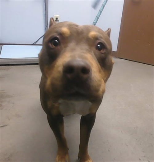 GEORGIE - American Pit Bull Terrier available for adoption