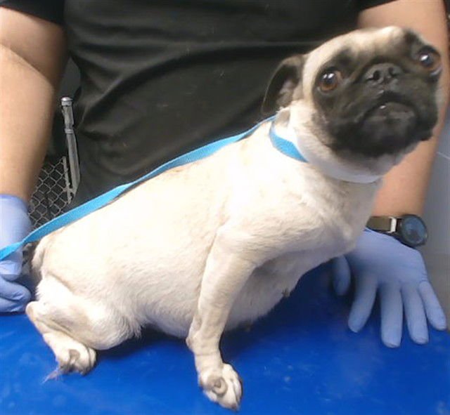 BLANCHE - Pug available for adoption