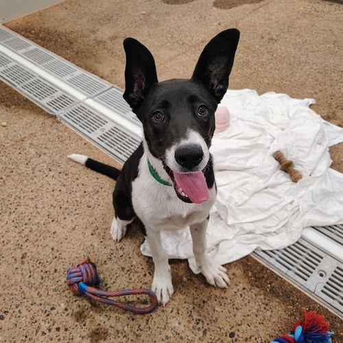 LAIKA - Border Collie available for adoption