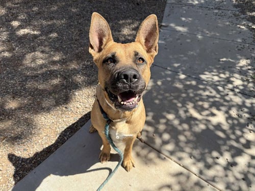 VELMA - German Shepherd Dog / American Pit Bull Terrier available for adoption