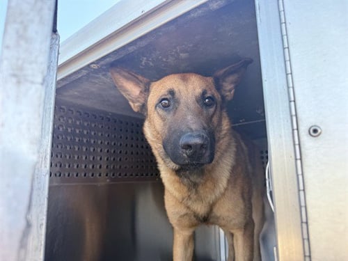 RYAN - Belgian Shepherd Laekenois available for adoption