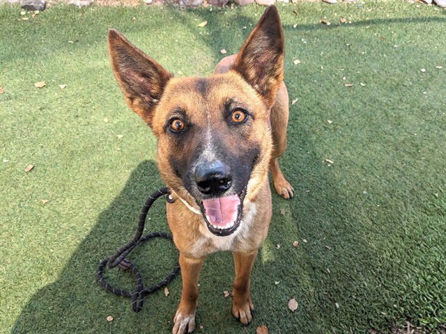 SHORTCAKE - German Shepherd Dog available for adoption