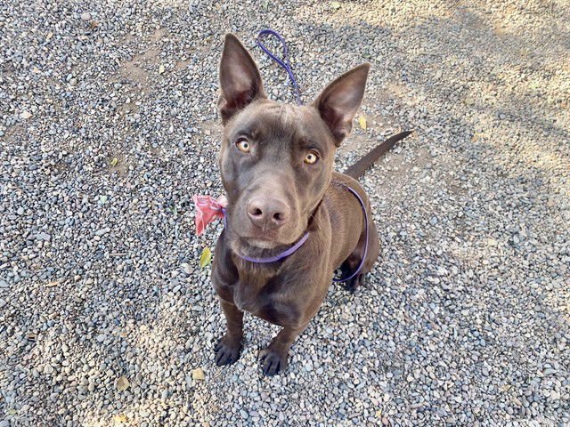 ROOT BEER - Labrador Retriever / American Pit Bull Terrier available for adoption