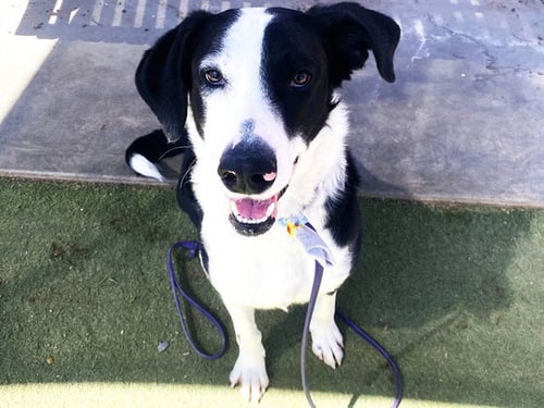 BRUISER - Border Collie / Borzoi available for adoption