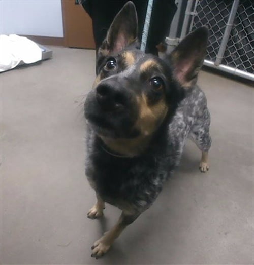 COFFEE - Australian Cattle Dog/Blue Heeler available for adoption