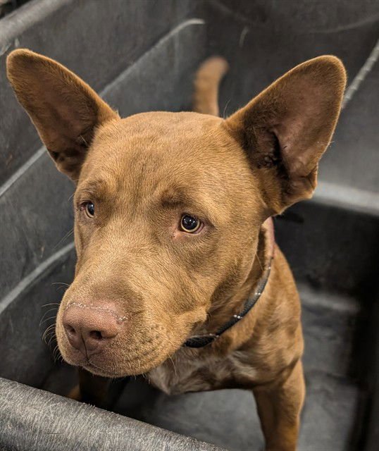 RIGATONI - Labrador Retriever available for adoption