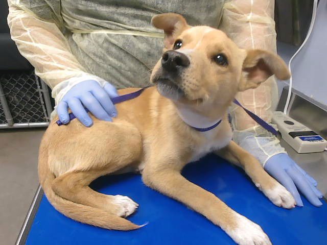 SIMBA - Labrador Retriever available for adoption