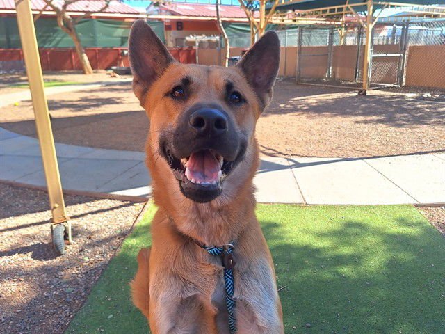 HOUDINI - German Shepherd Dog available for adoption