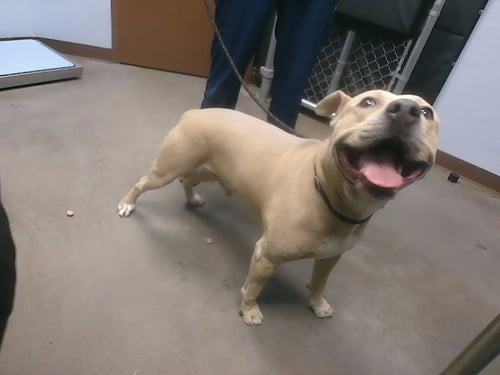ACE - Staffordshire Bull Terrier available for adoption