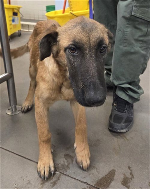 ZURI - German Shepherd Dog available for adoption