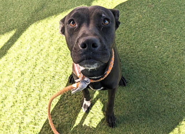 RASPBERRY - American Pit Bull Terrier available for adoption