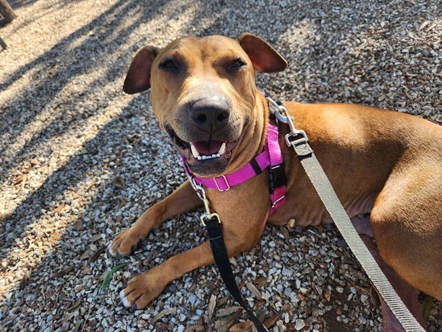 ROSE - Bull Terrier available for adoption