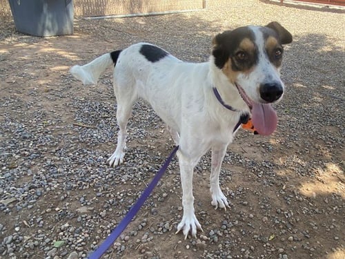 CHARMING - Australian Cattle Dog/Blue Heeler available for adoption