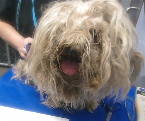 PINTO BEAN - Maltese available for adoption