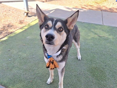 CHILLAX - Siberian Husky / Australian Cattle Dog/Blue Heeler available for adoption