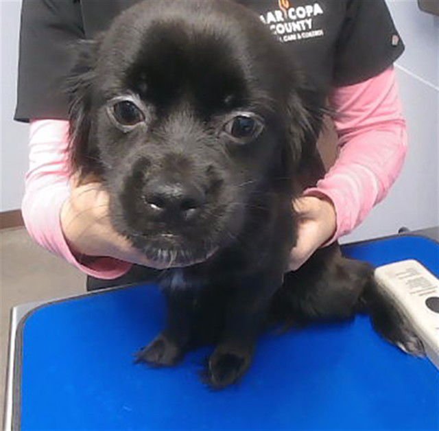 PEPPER - Chihuahua available for adoption