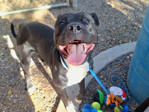 BUGATTI - American Pit Bull Terrier available for adoption